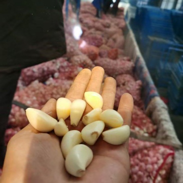 蒜米料金乡大蒜加工蒜米库存老蒜白皮蒜代发全国