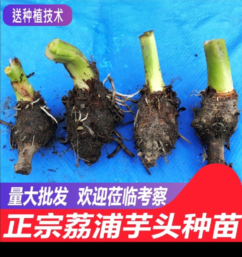 正宗高产荔浦芋头种子