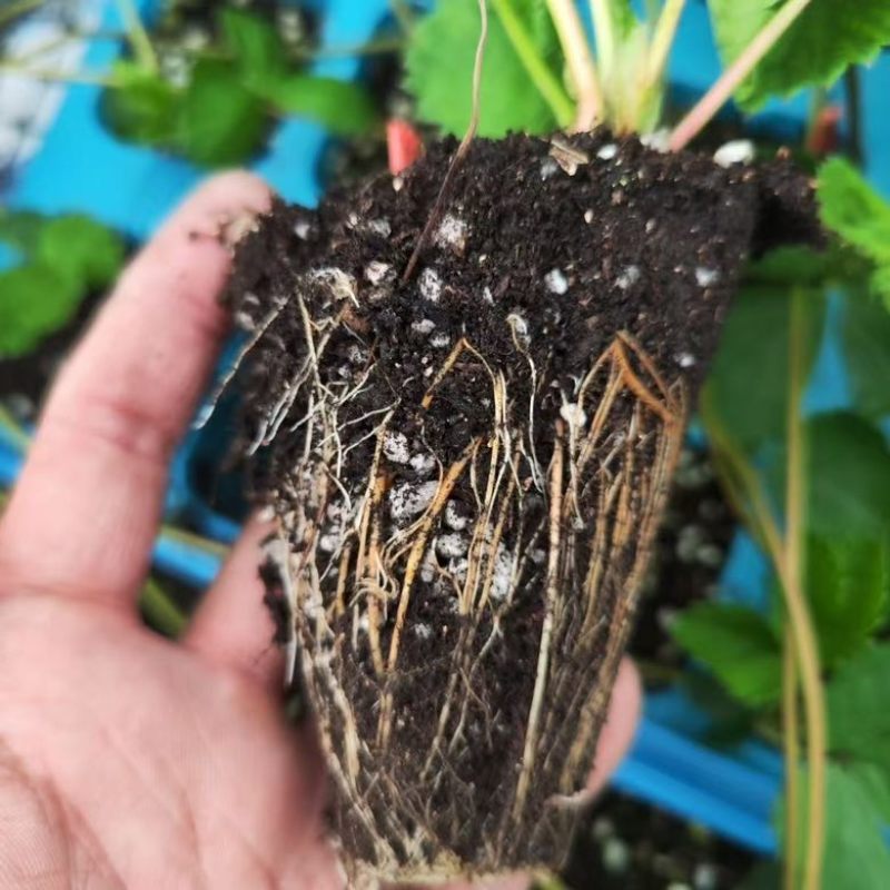 章姬草莓苗现挖现发成活率高无中间商赚取差价