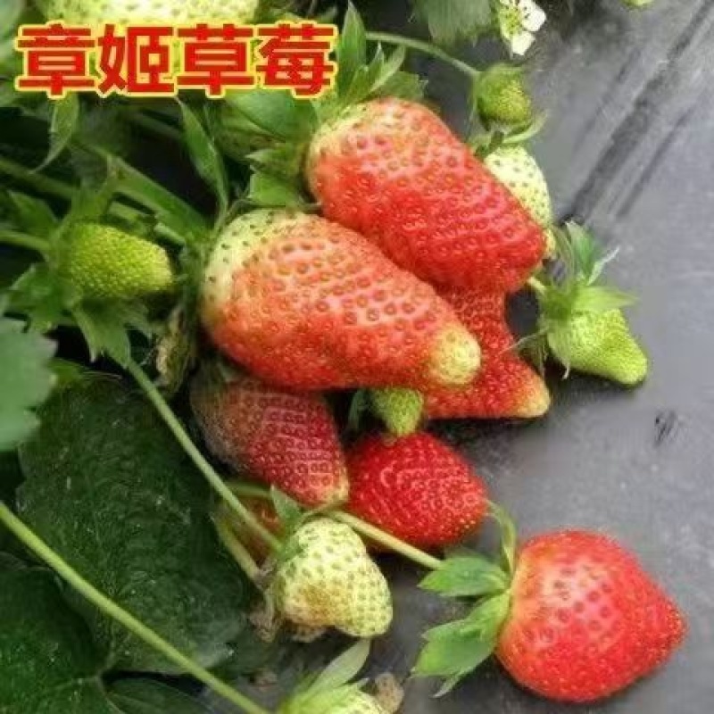 章姬草莓苗现挖现发成活率高无中间商赚取差价