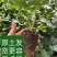 长丰红玉草莓苗草莓苗成活率高价格面议来电咨询