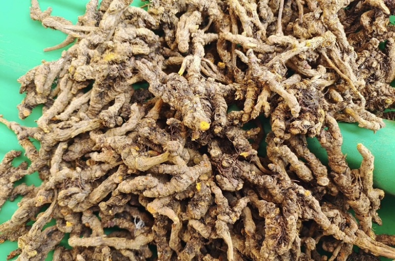 石柱黄莲味莲，一手货源，全国供应，量大从优，诚信经营