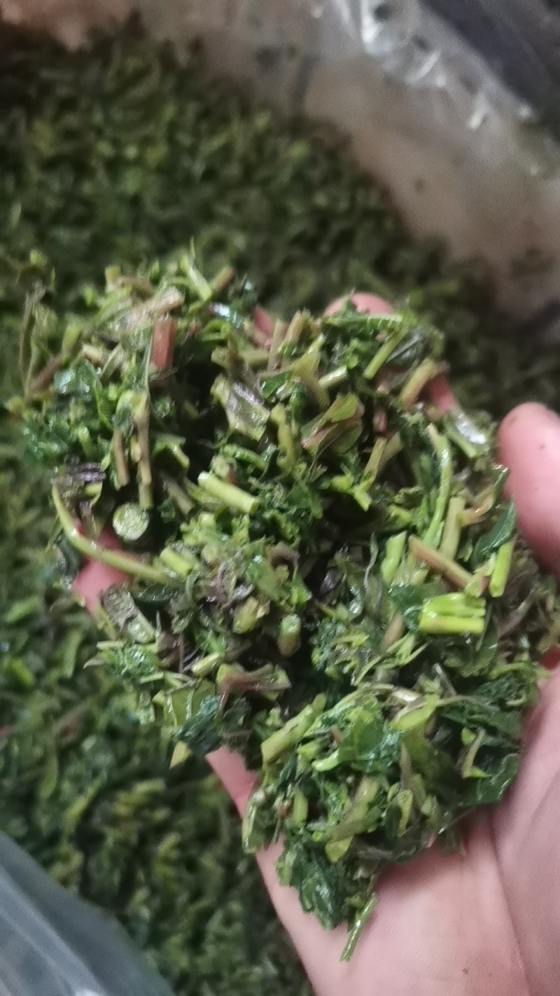 满口香香椿