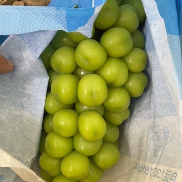 阳光玫瑰