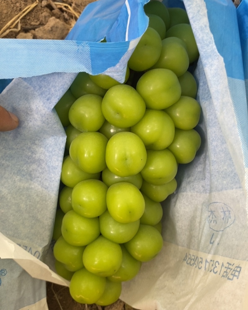 阳光玫瑰