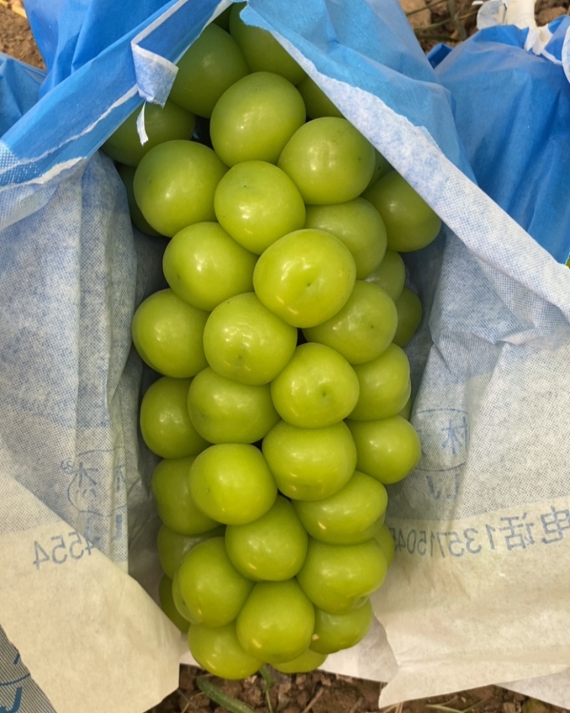 阳光玫瑰