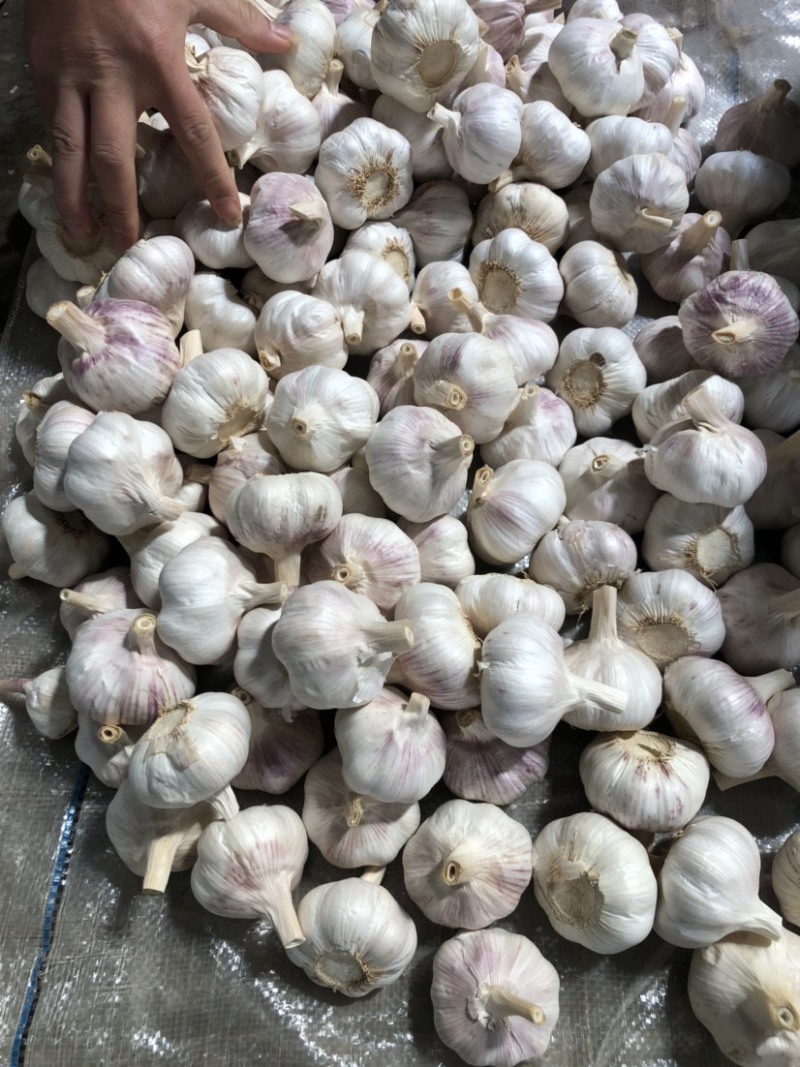 山东大蒜紫皮太空蒜商电商货加工3/5/8斤常年供应