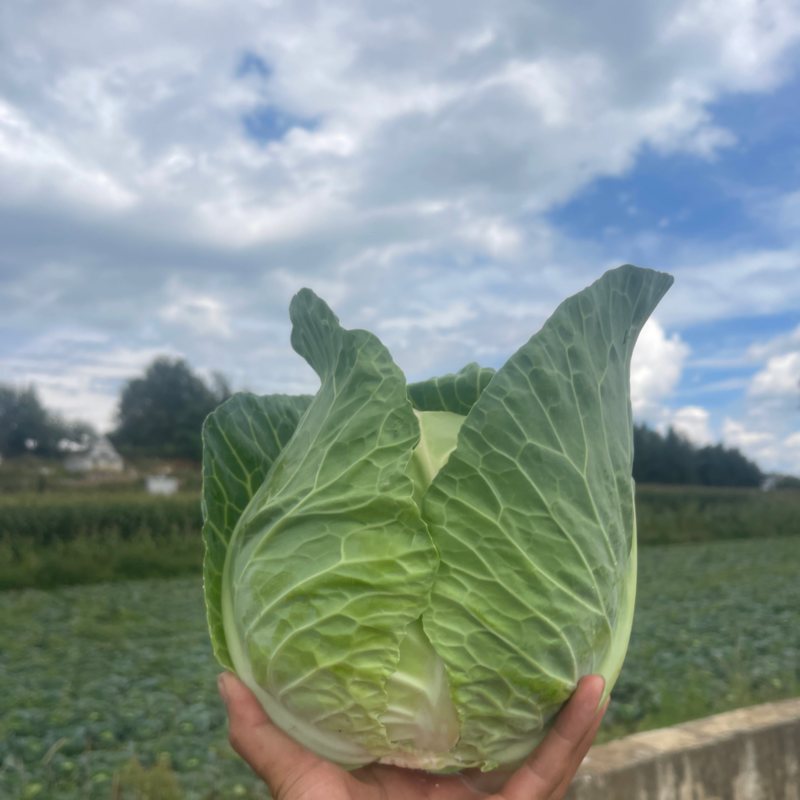 小铁头大量上市