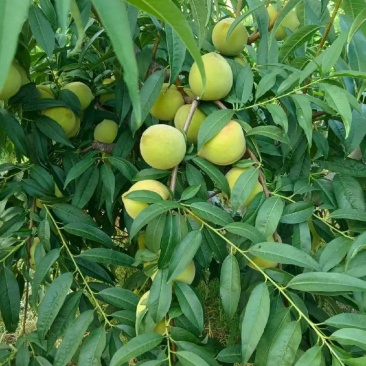 青桃甜脆