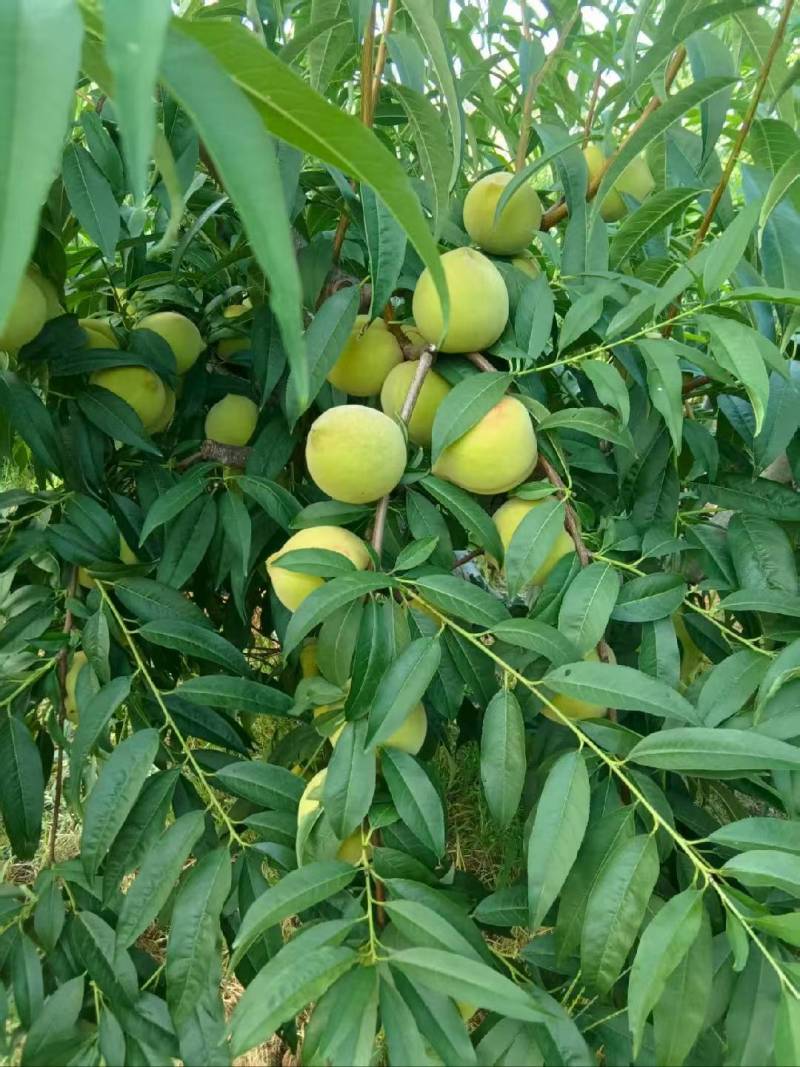 青桃甜脆
