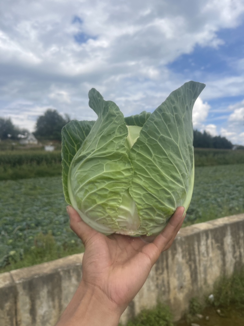 小铁头大量上市