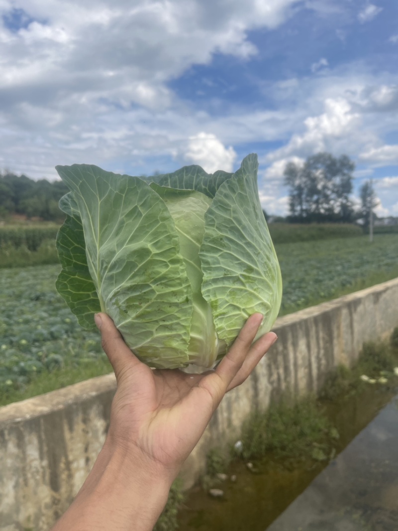 小铁头大量上市