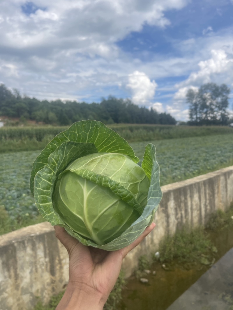 小铁头大量上市
