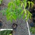 青橄榄苗/正品嫁接苗