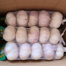 山东大蒜紫皮太空蒜商电商货加工3/5/8斤常年供应