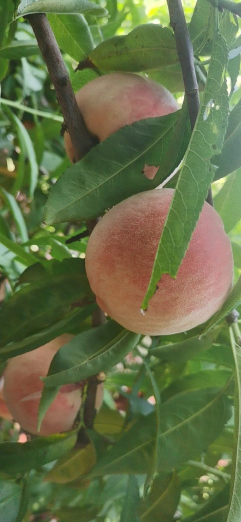 永连蜜桃