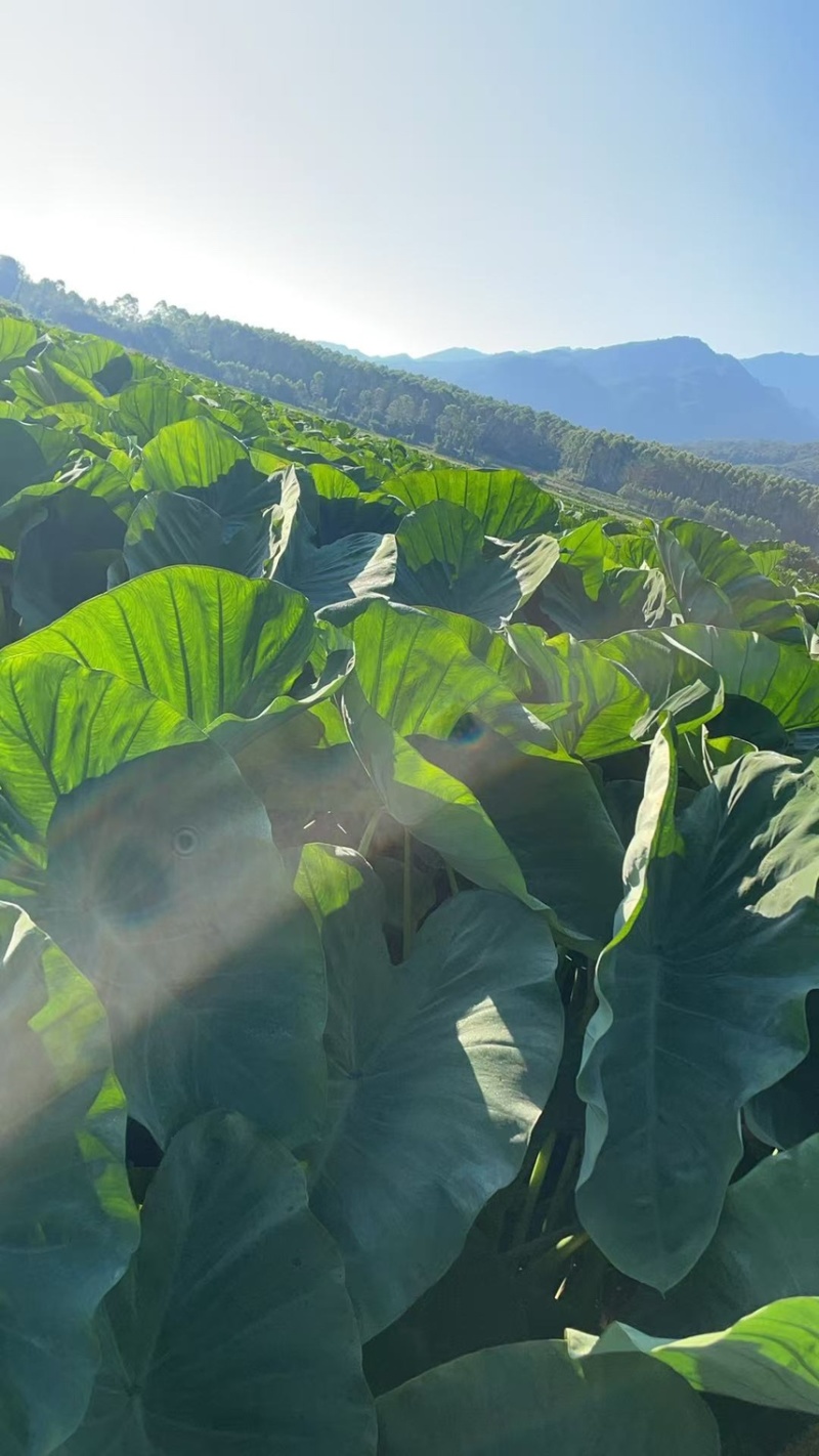 广西正宗荔浦芋头种子