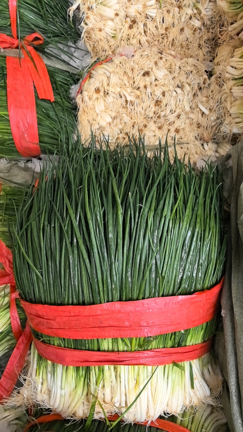 云南泸西精品小香葱