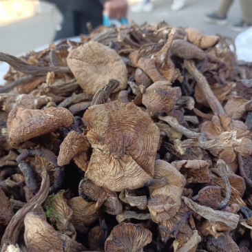 东北秋蘑菇批发。