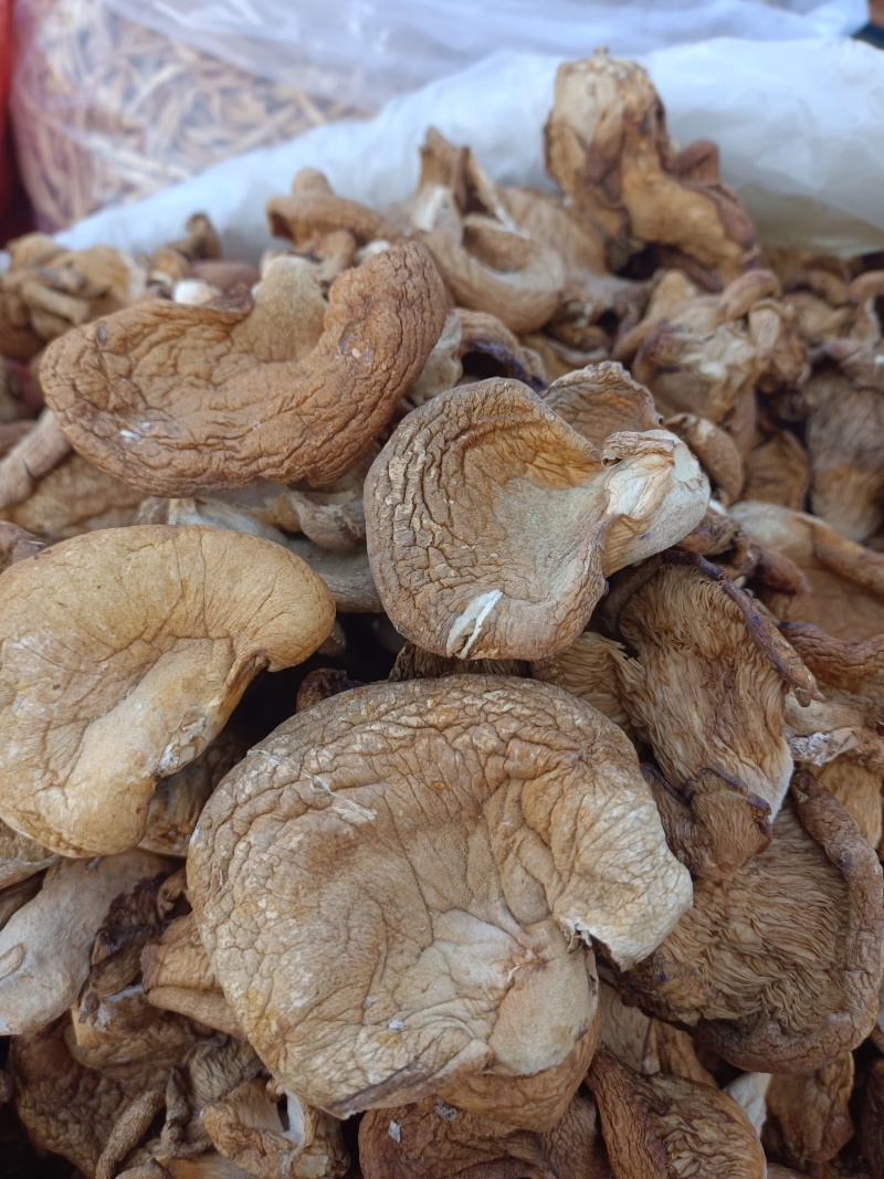 东北秋蘑菇批发。