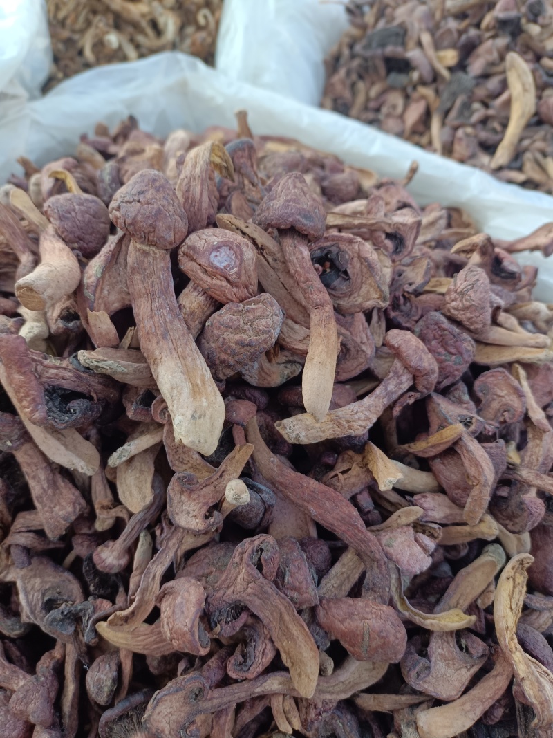 东北秋蘑菇批发。