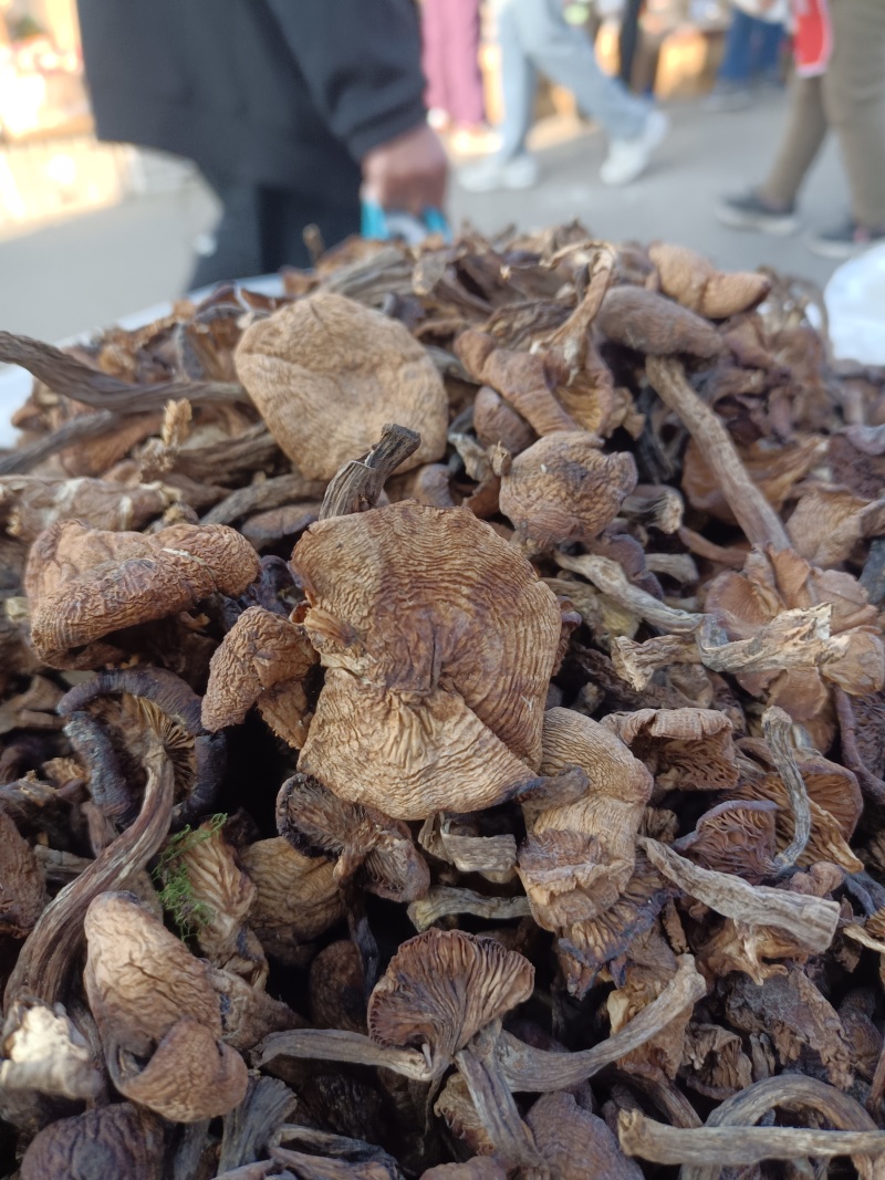 东北秋蘑菇批发。