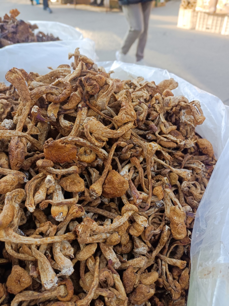 东北秋蘑菇批发。