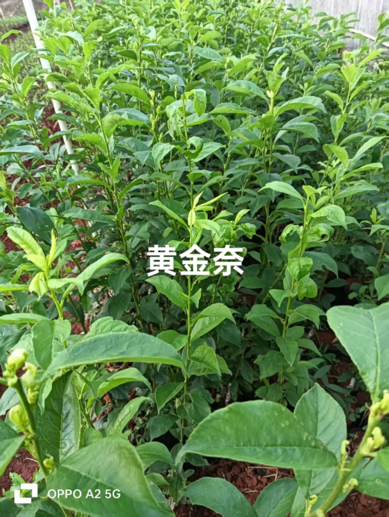 黄金奈李苗