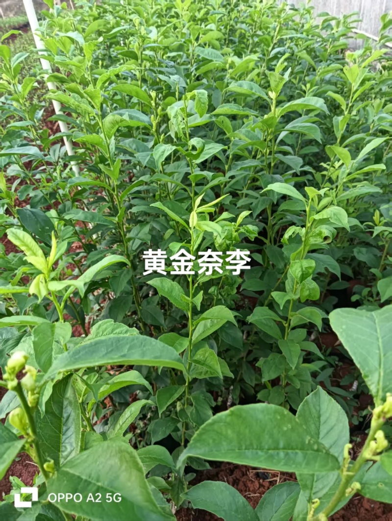 黄金奈李苗