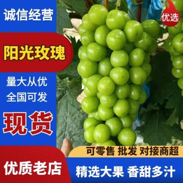 万亩优质阳光玫瑰葡萄大量上市正在热销中实力代办货发全国