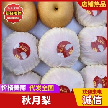 优质万亩秋月梨口感脆甜无渣实力全国代发