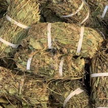 狸尾草【包邮】三斤起发货可批量可零售量大从优