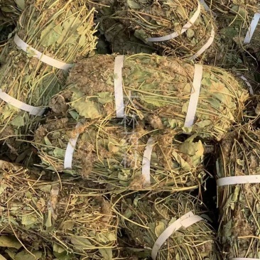 狸尾草【包邮】三斤起发货可批量可零售量大从优