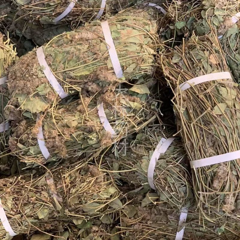 狸尾草【包邮】三斤起发货可批量可零售量大从优