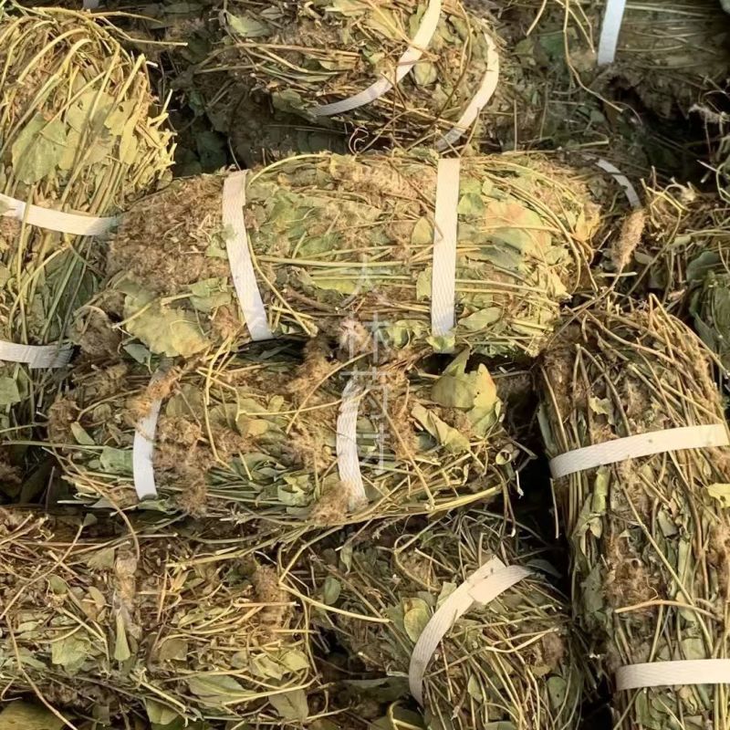 狸尾草【包邮】三斤起发货可批量可零售量大从优