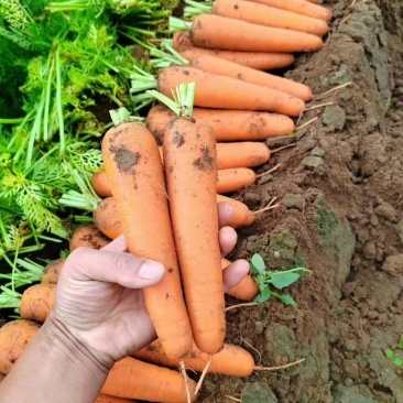 沽源坝上胡萝卜大量上市/昼夜温差大孕育了胡萝卜独特口感