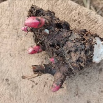 精品白芍种芽