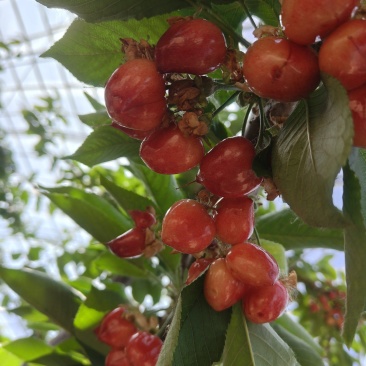 出售车厘子成树5-8年起，5-12公分左右