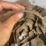 二级菜籽饼，适合各种农作物种植底肥，养殖育肥，饲料添加