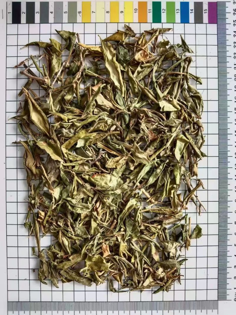 满山红叶中药材常年经营冷背药材！欢迎选购！