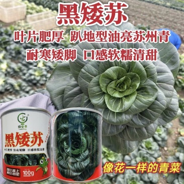 黑矮苏趴地型油亮苏州青种子耐寒性强矮脚口感软糯清甜青菜种