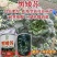 黑矮苏趴地型油亮苏州青种子耐寒性强矮脚口感软糯清甜青菜种