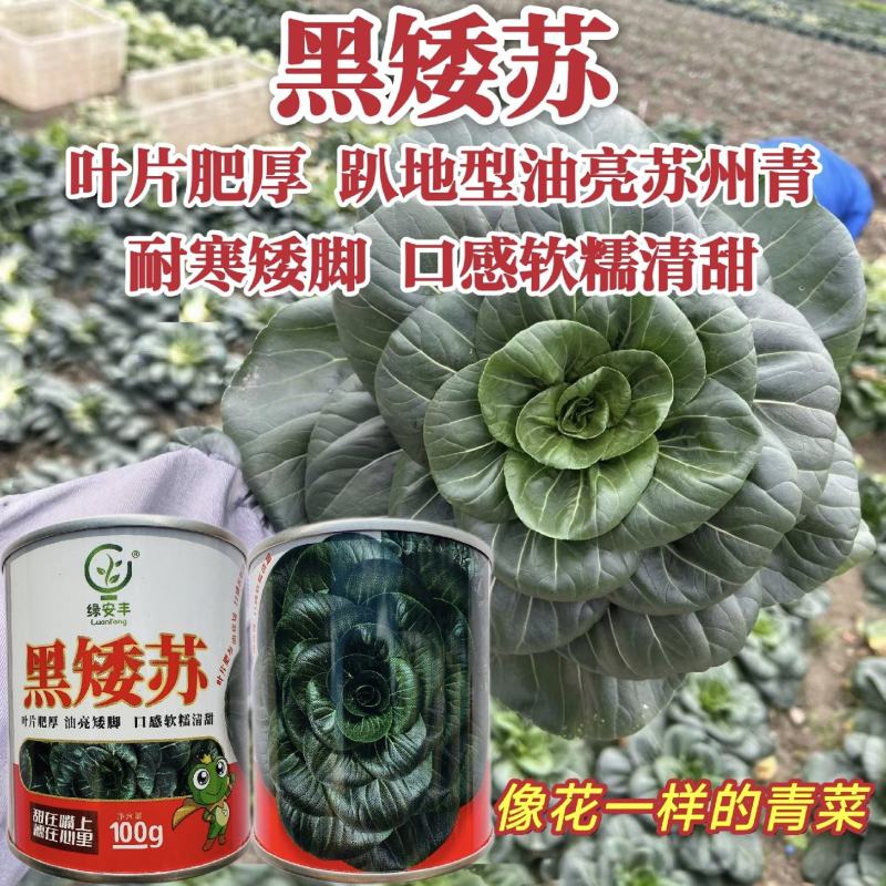 黑矮苏趴地型油亮苏州青种子耐寒性强矮脚口感软糯清甜青菜种