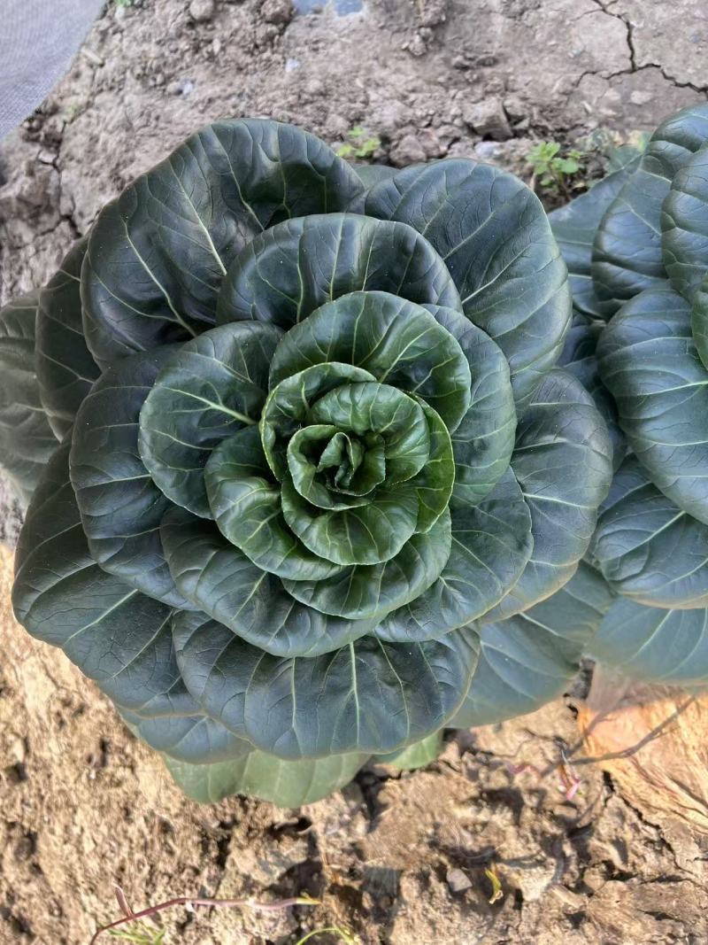 黑矮苏趴地型油亮苏州青种子耐寒性强矮脚口感软糯清甜青菜种