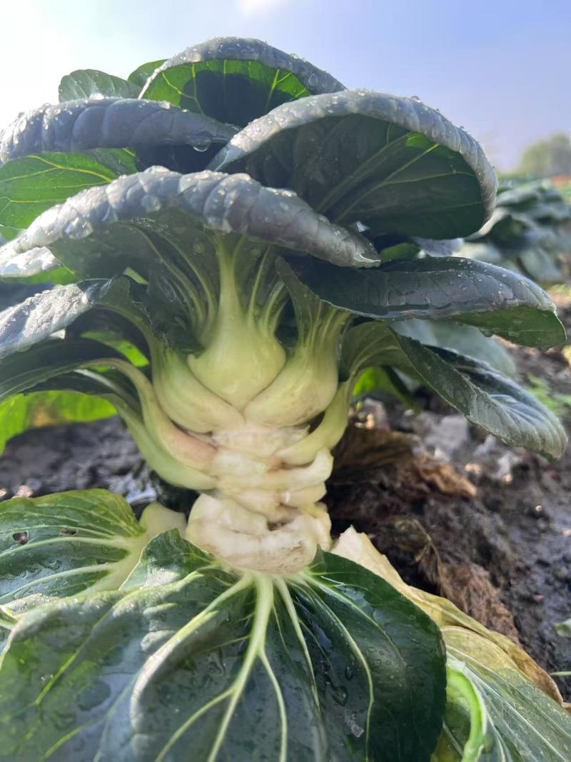 黑矮苏趴地型油亮苏州青种子耐寒性强矮脚口感软糯清甜青菜种