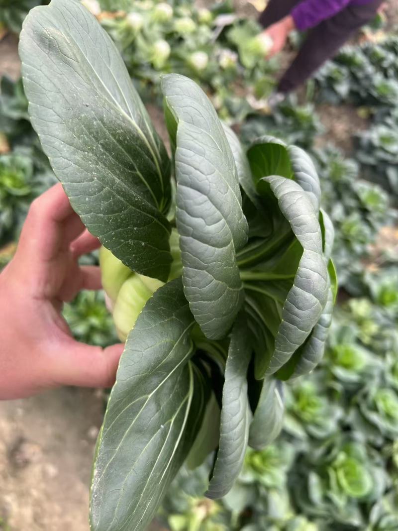 黑矮苏趴地型油亮苏州青种子耐寒性强矮脚口感软糯清甜青菜种