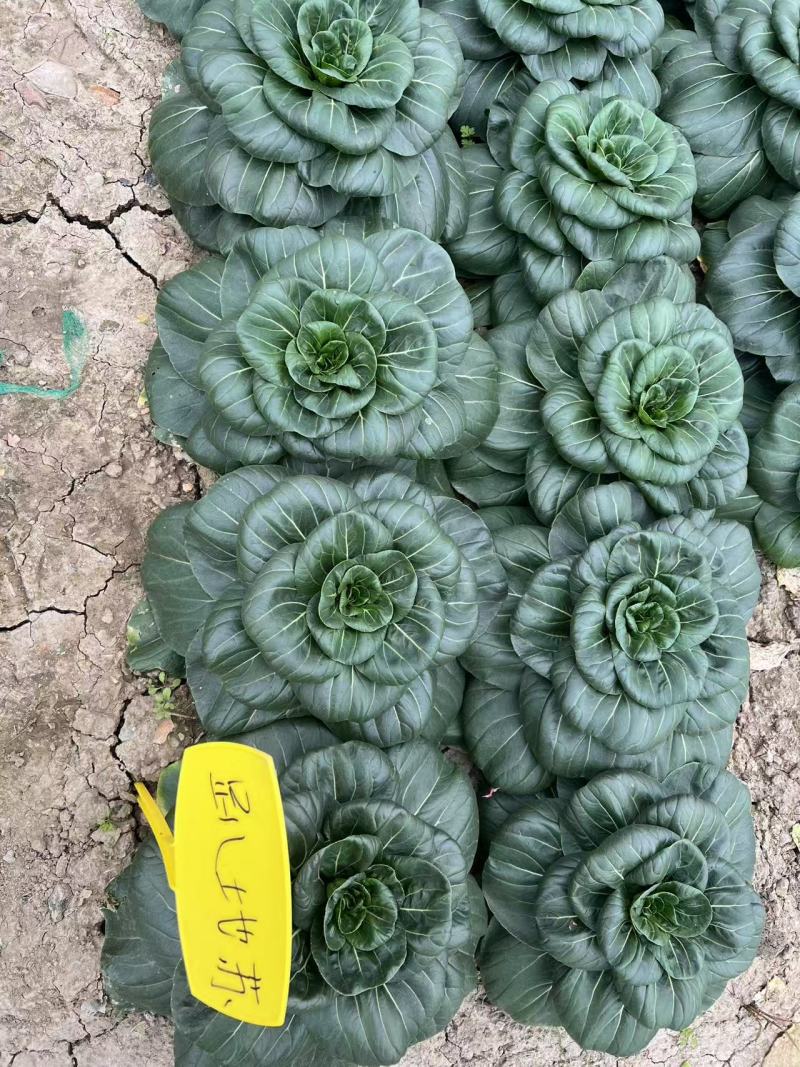 黑矮苏趴地型油亮苏州青种子耐寒性强矮脚口感软糯清甜青菜种