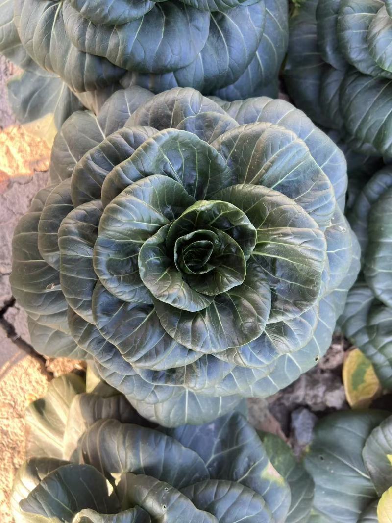 黑矮苏趴地型油亮苏州青种子耐寒性强矮脚口感软糯清甜青菜种