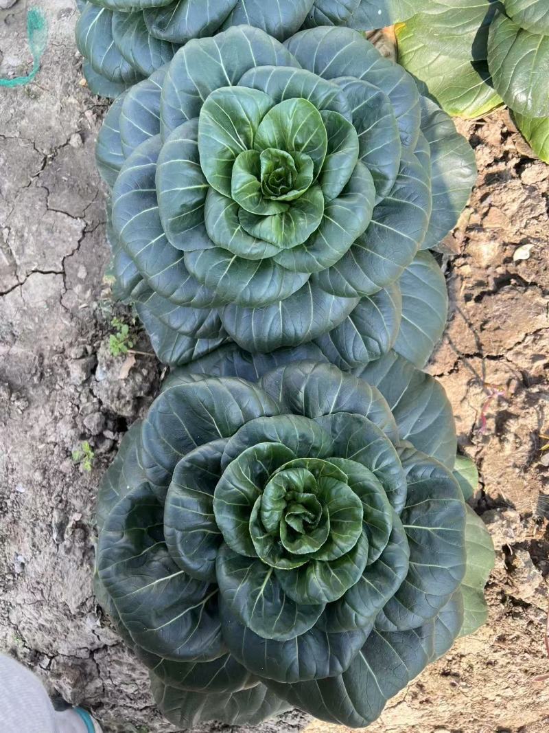 黑矮苏趴地型油亮苏州青种子耐寒性强矮脚口感软糯清甜青菜种
