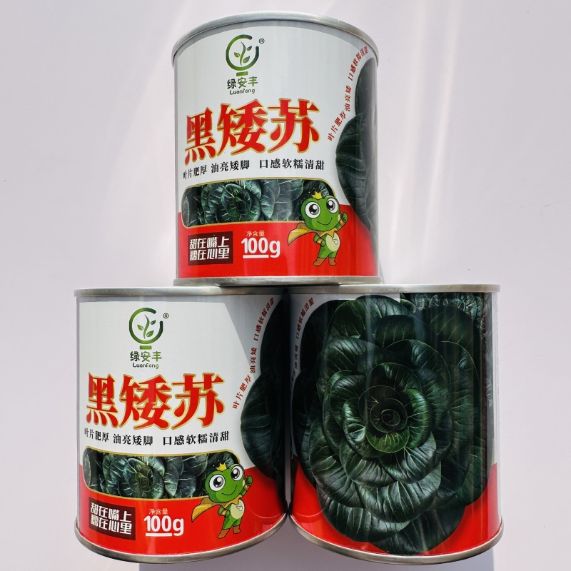 黑矮苏趴地型油亮苏州青种子耐寒性强矮脚口感软糯清甜青菜种